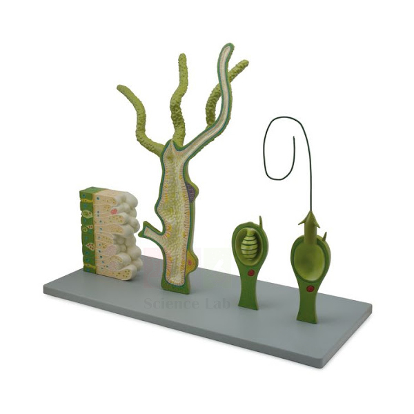 Hydra Model